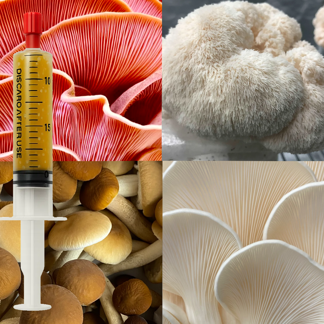 Four mushroom liquid culture syringes containing Lion’s Mane Pride, Pink Oyster, Snow White Oyster and Pioppino.