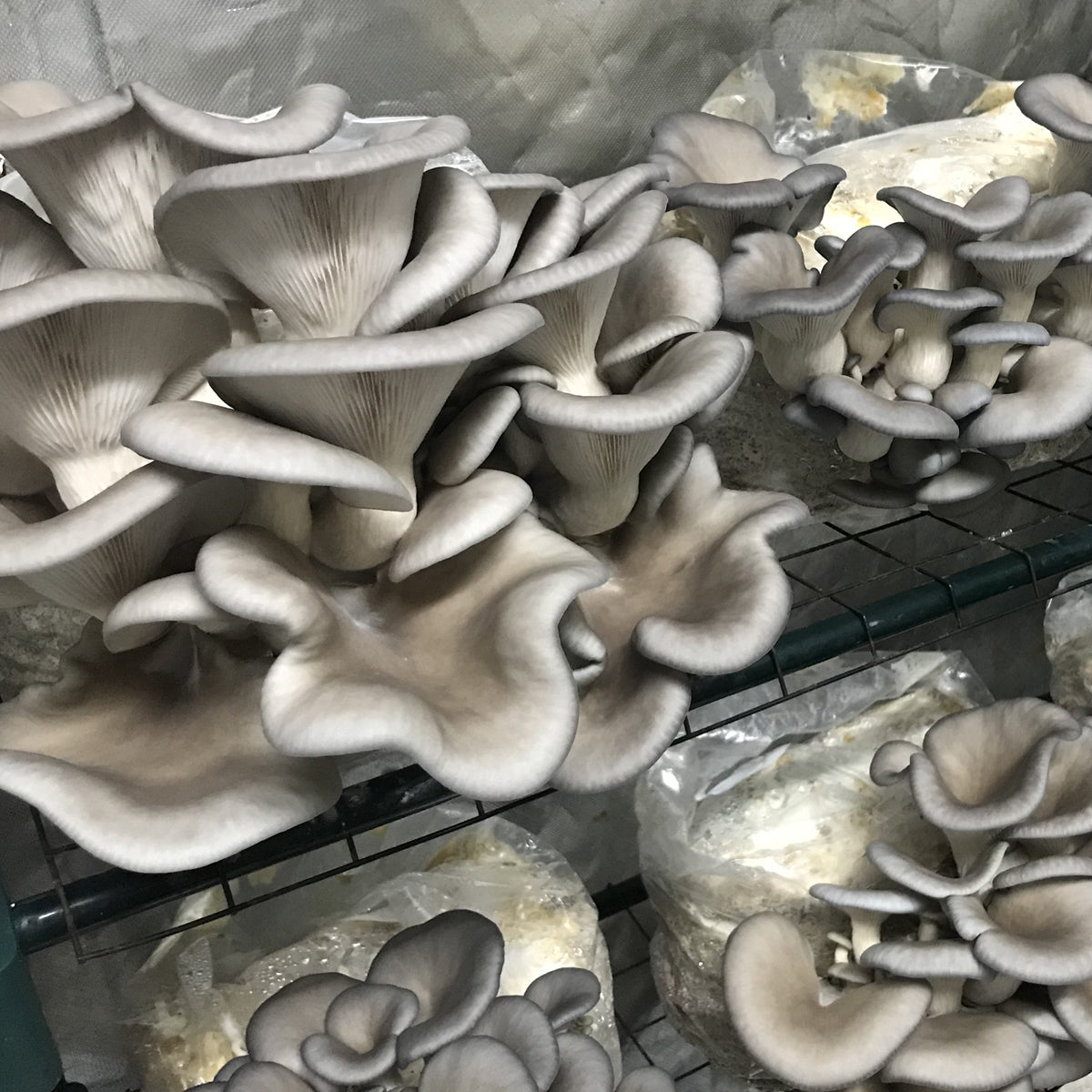 Fresh Blue Oyster Mushrooms – Northern Suburbs Delivery