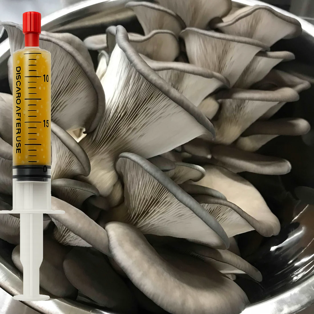 King Blue Oyster liquid culture (Pleurotus ostreatus) syringe for mushroom cultivation