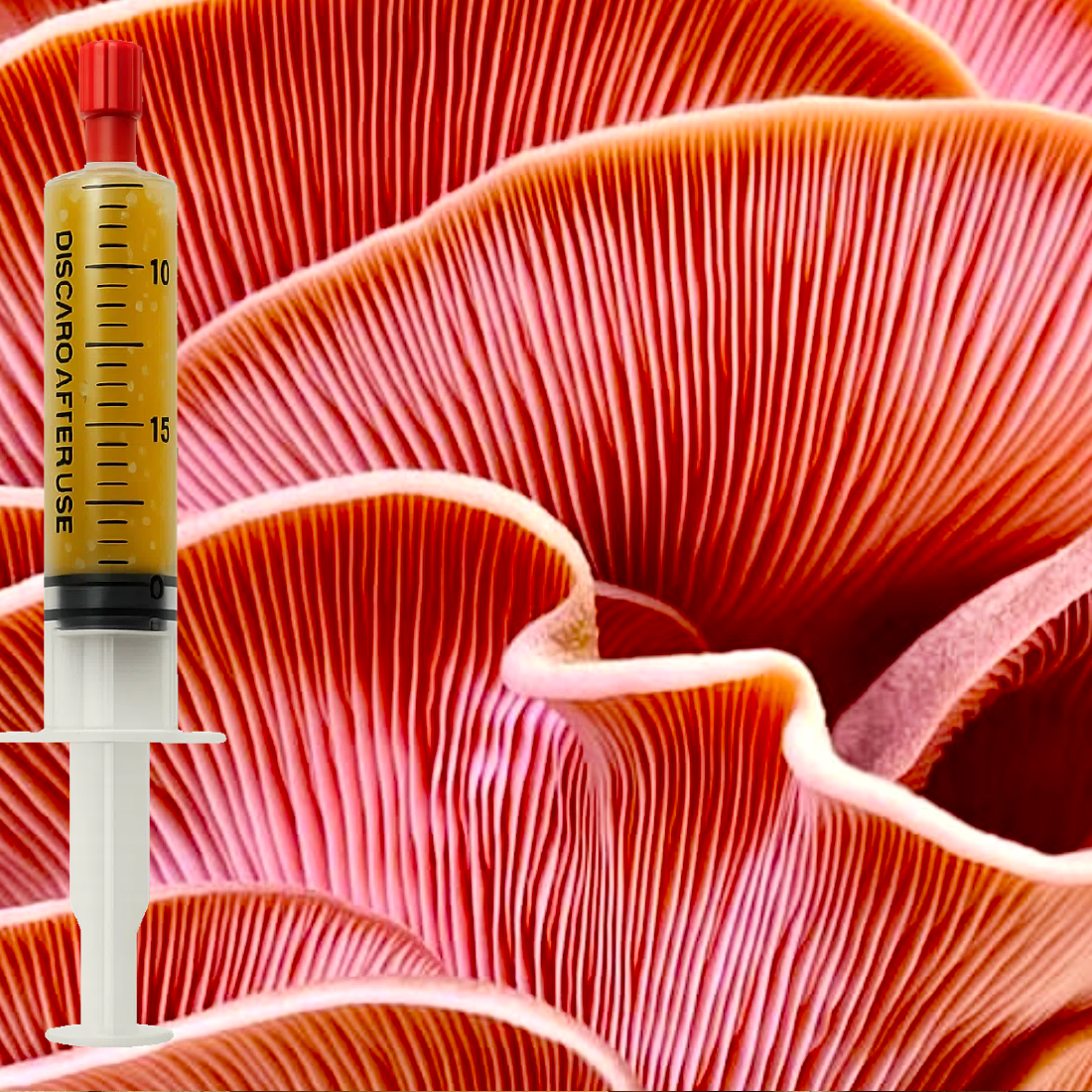 Pink Oyster liquid culture (Pleurotus djamor) syringe for mushroom cultivation