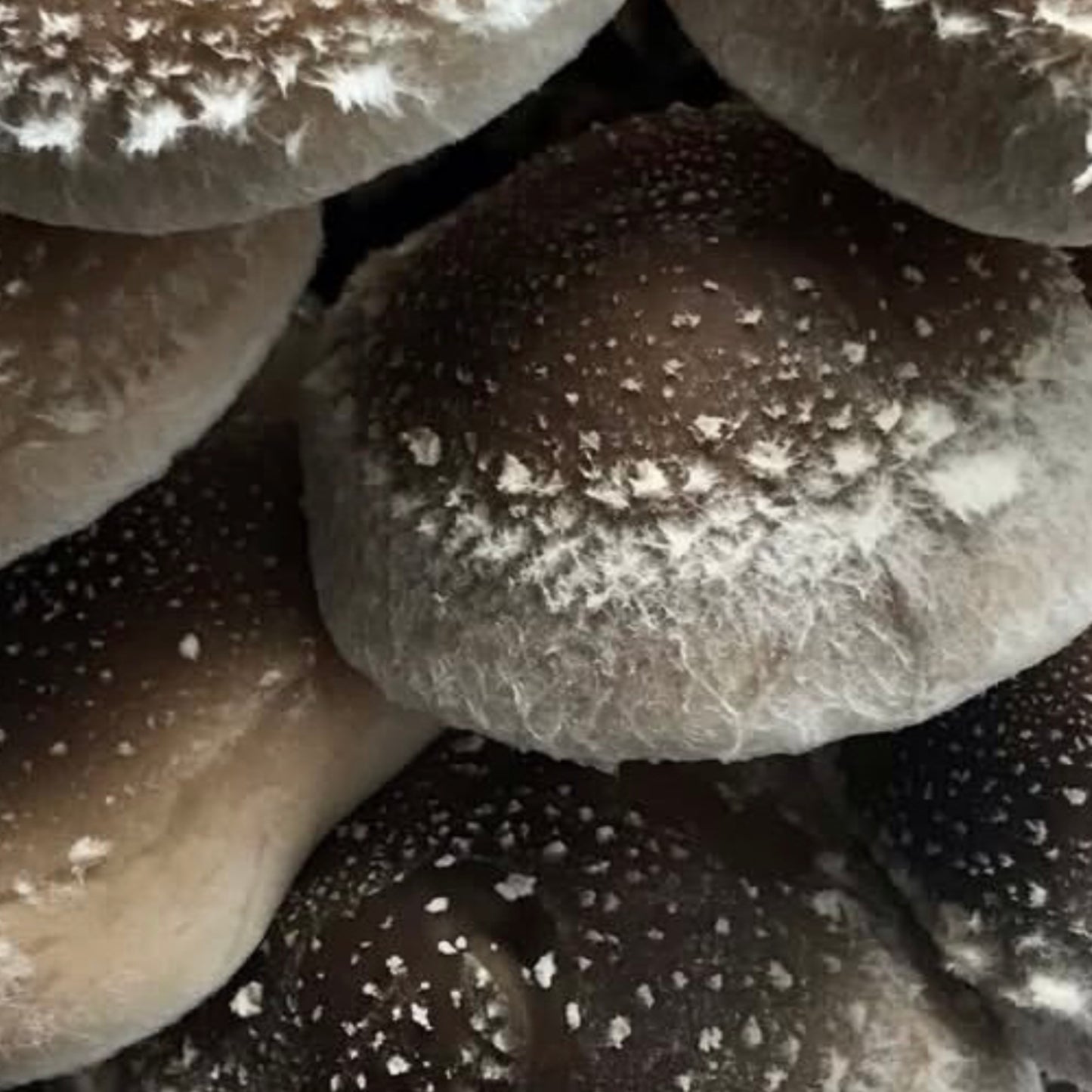INXESS Shiitake 500g (Limited Drop)
