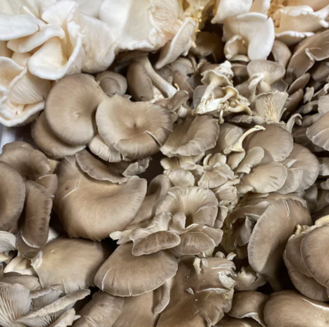 🍄 UGLY Mushrooms – Perfectly Imperfect! 🍄  grown locally