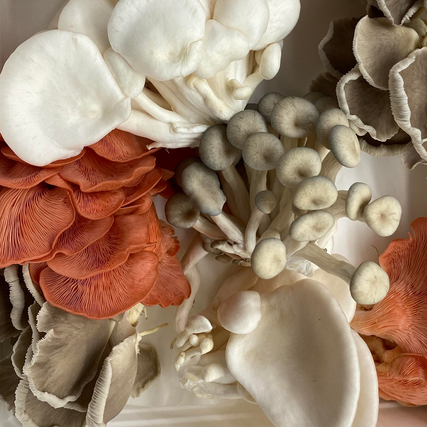 INXESS Oyster mixed 500g (Limited Drop)