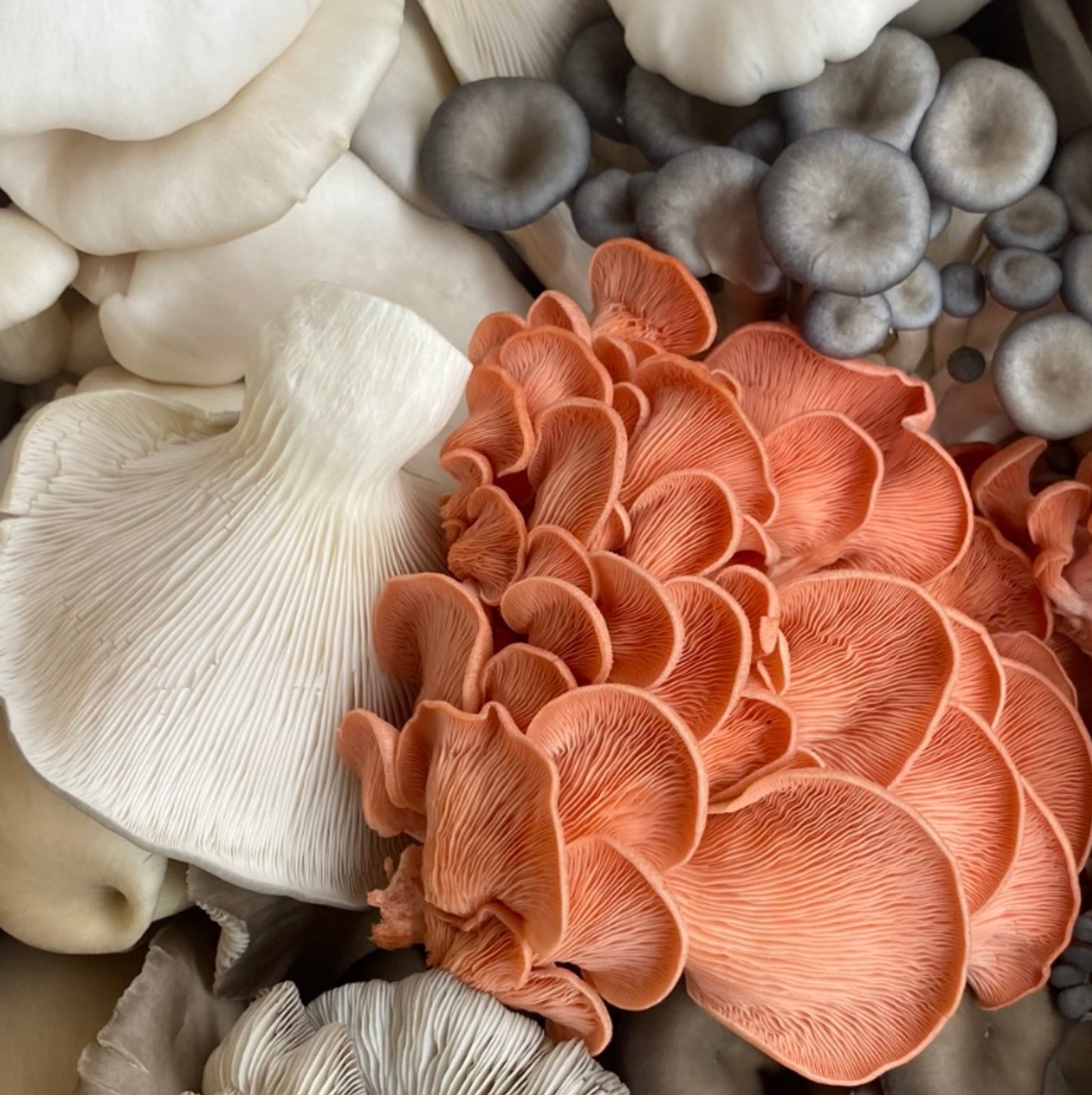 Fresh Mixed Oyster Mushrooms – Northern Suburbs Delivery