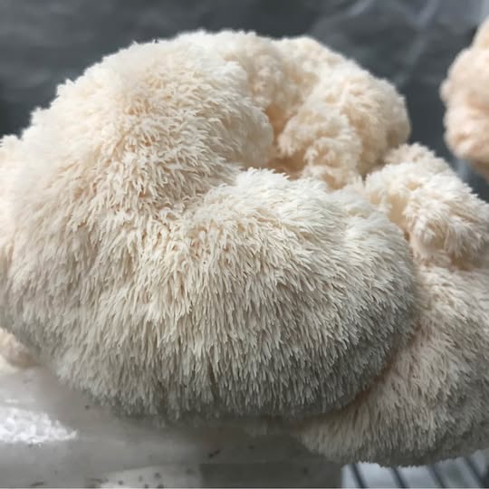 INXESS Lions Mane 1kg (Limited Drop)
