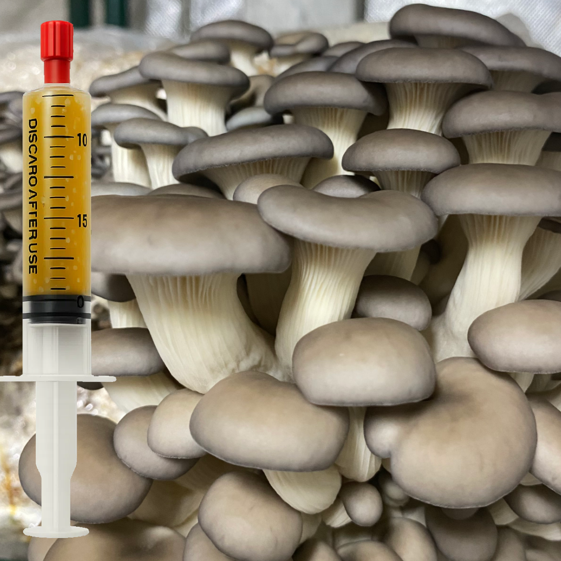 Chocolate Oyster liquid culture (Pleurotus ostreatus) syringe for mushroom cultivation