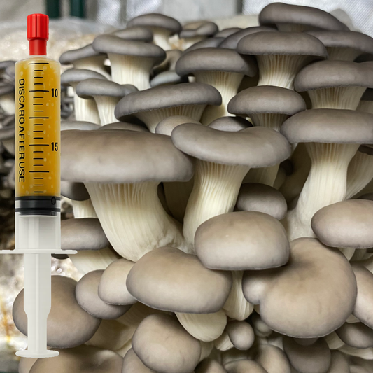 Chocolate Oyster liquid culture (Pleurotus ostreatus) syringe for mushroom cultivation