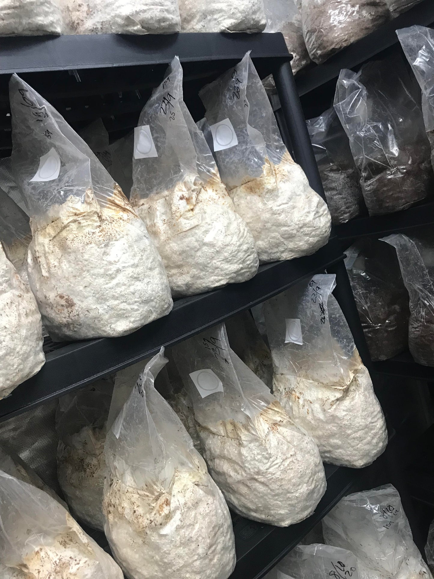 Grower’s Blocks – Delivered to Your Door - ✦ HOME DELIVERY ONLY ✦