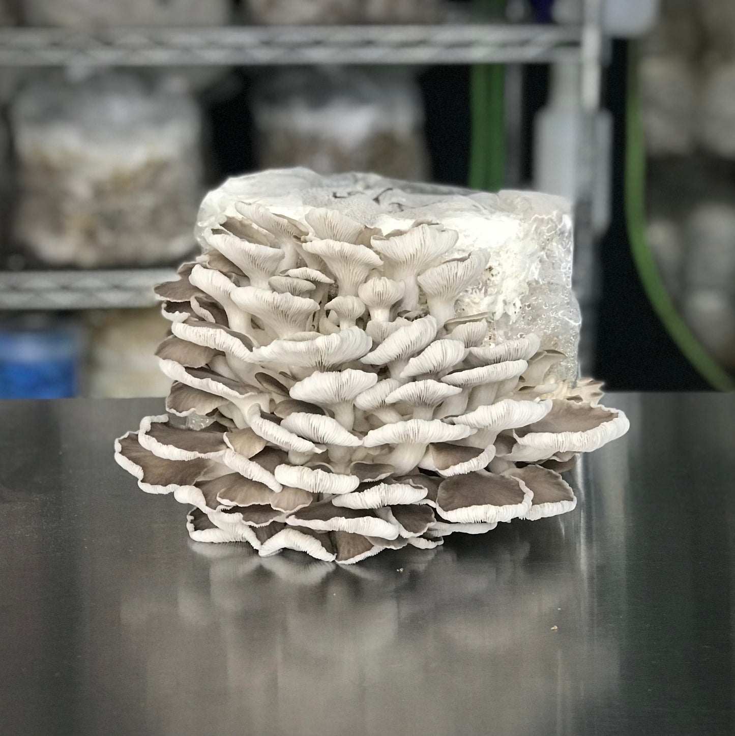 Grower’s Blocks – Delivered to Your Door - ✦ HOME DELIVERY ONLY ✦