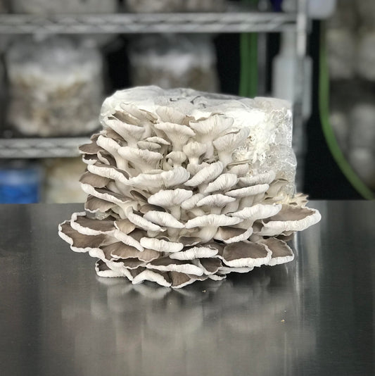 Grower’s Blocks – Delivered to Your Door - ✦ HOME DELIVERY ONLY ✦