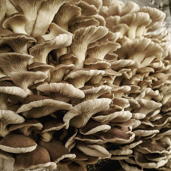 HARVEST KING – Premium Mushroom Grow Kit