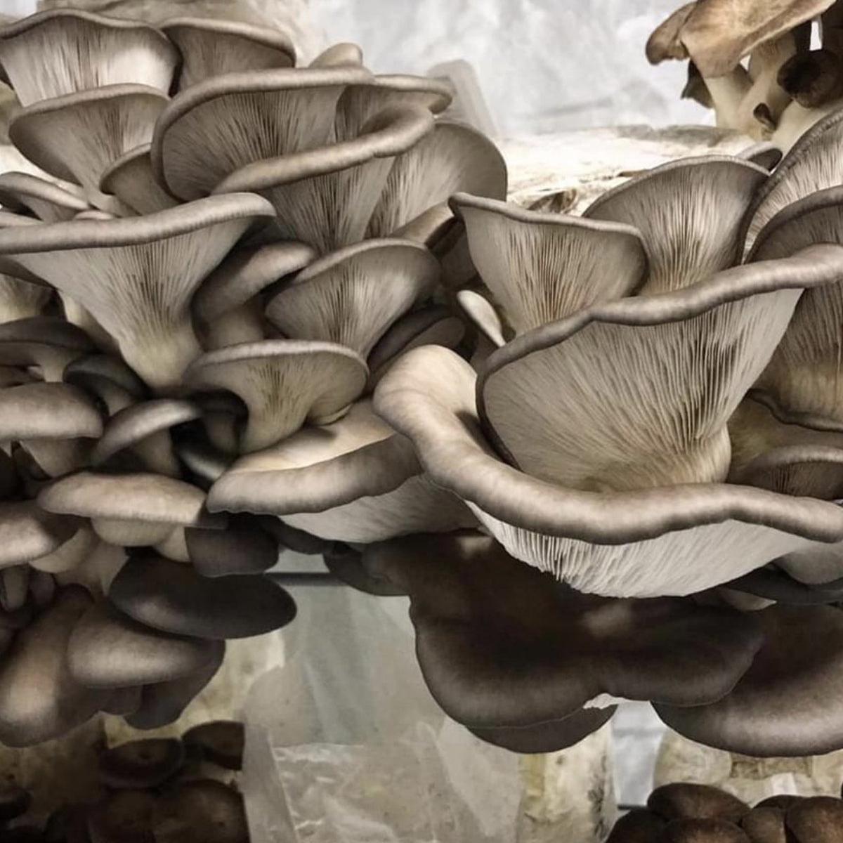 King Blue Oyster mushroom grain spawn on millet (Pleurotus ostreatus)