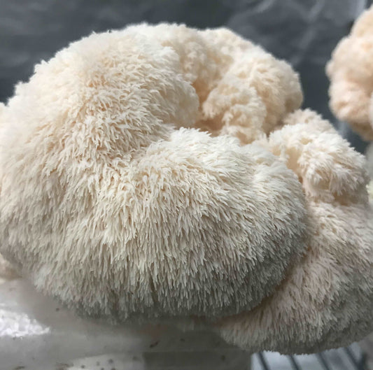 Lion’s Mane Spawn | Millet Grain Spawn