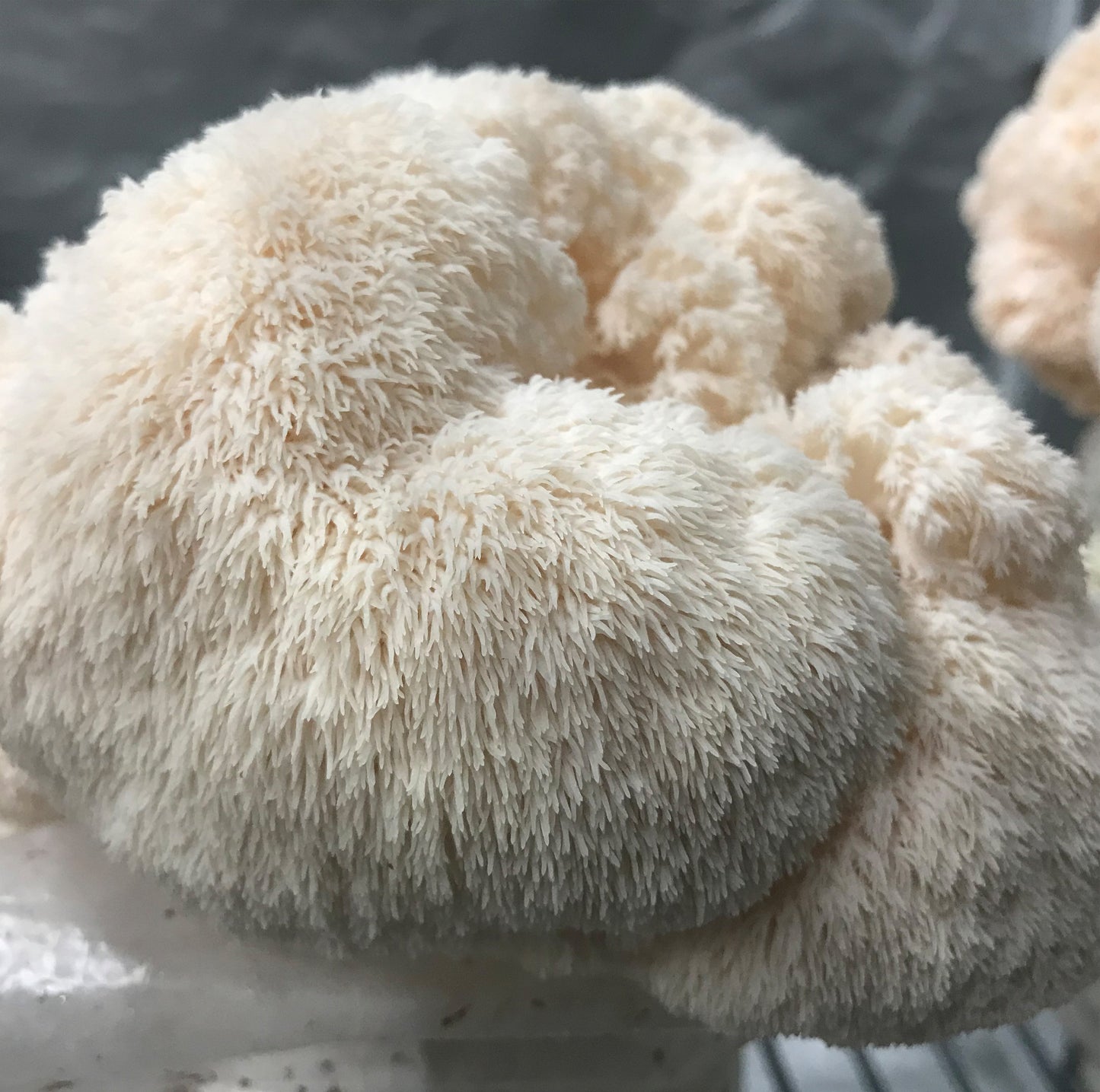 Lion's Mane Mushroom Grow Kit - made in Melbourne