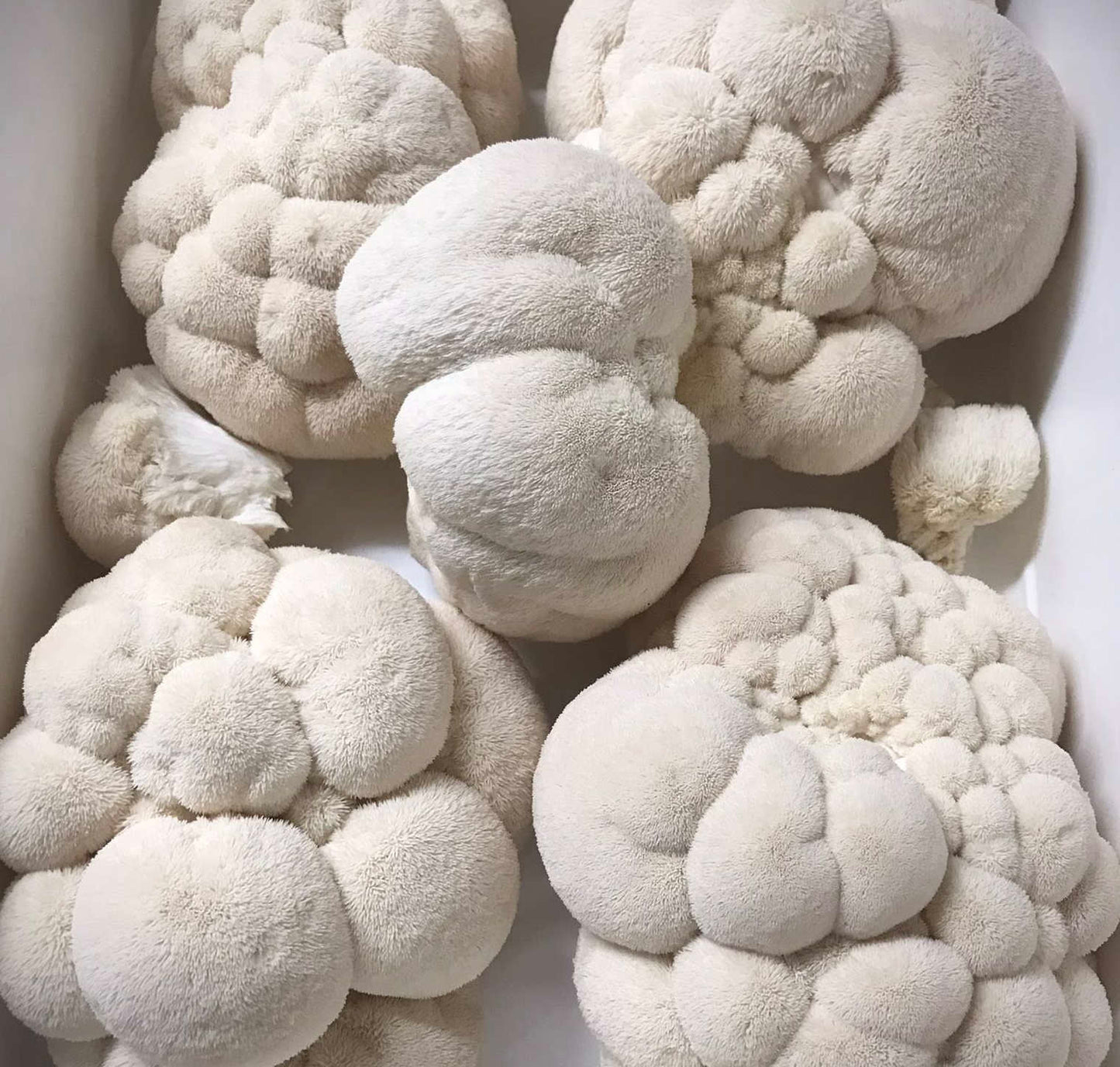 INXESS Lions Mane 1kg (Limited Drop)