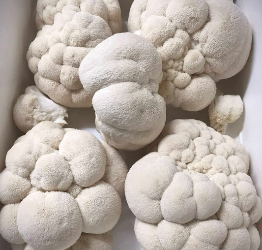 INXESS Lions Mane 1kg (Limited Drop)