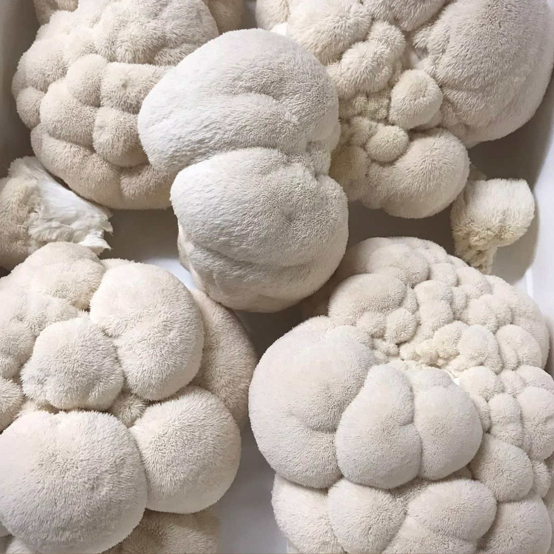 Fresh Lion’s Mane Mushrooms – Northern Suburbs Delivery