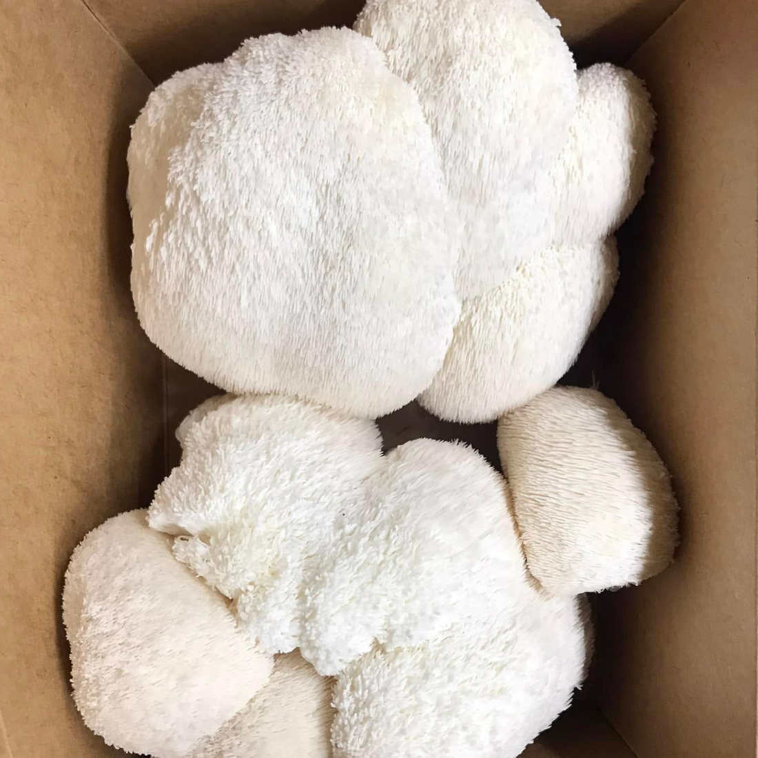 Fresh Lion’s Mane Mushrooms – Northern Suburbs Delivery