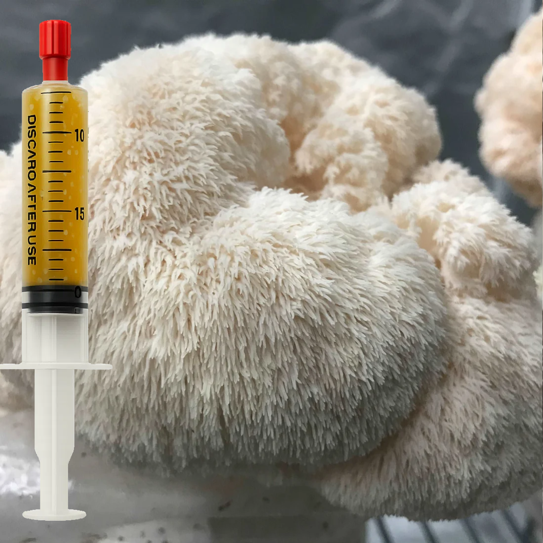 Lion’s Mane Pride liquid culture syringe – Hericium erinaceus mushroom culture