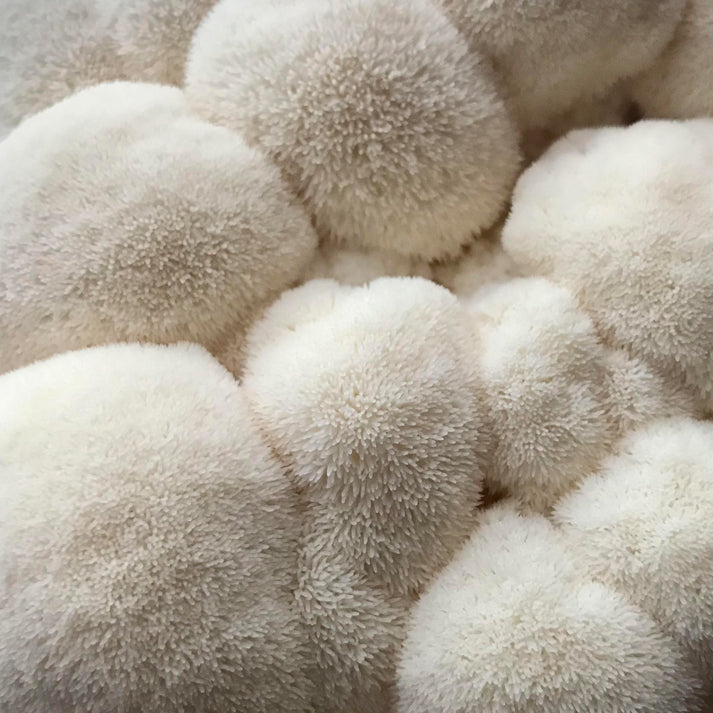 Lion's Mane Mushroom Grow Kit - made in Melbourne