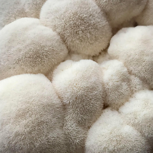 Lion's Mane Mushroom Grow Kit - made in Melbourne