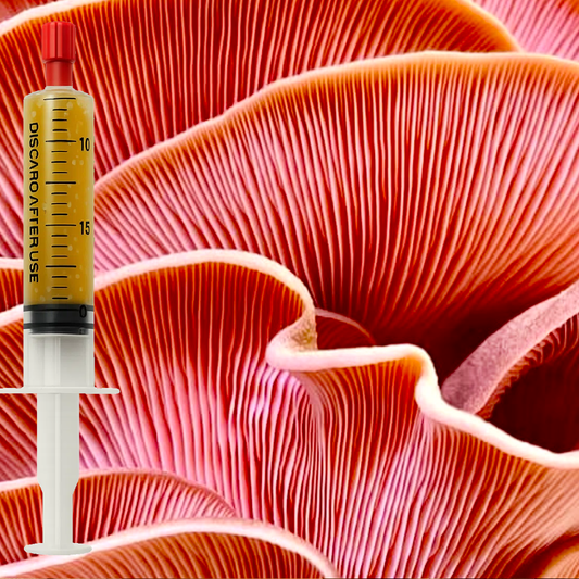 Pink Oyster liquid culture (Pleurotus djamor) syringe for mushroom cultivation