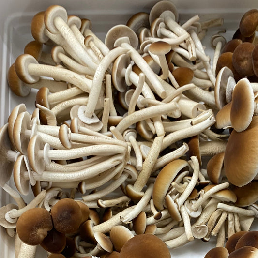 Fresh Pioppino Mushrooms – Northern Suburbs Delivery