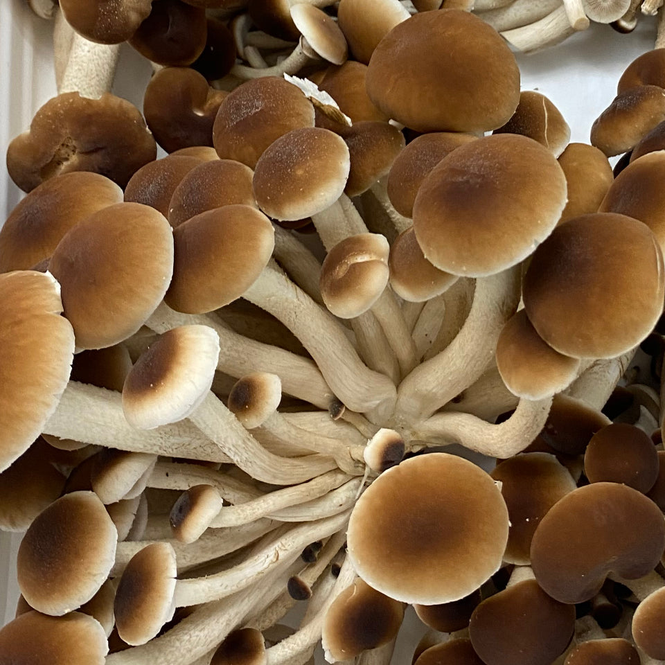 Fresh Pioppino Mushrooms – Northern Suburbs Delivery
