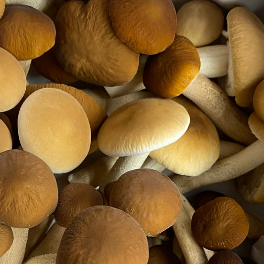 Fresh Pioppino Mushrooms – Northern Suburbs Delivery