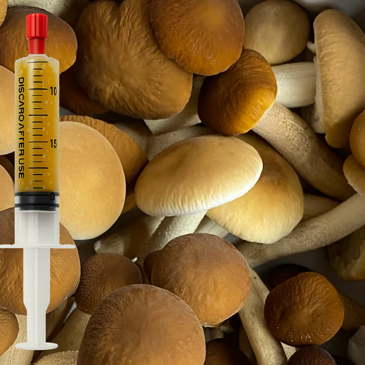 Pioppino liquid culture (Agrocybe aegerita) syringe for mushroom cultivation