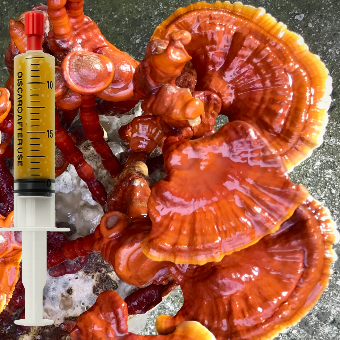 Reishi liquid culture (Ganoderma lucidum) syringe for mushroom cultivation
