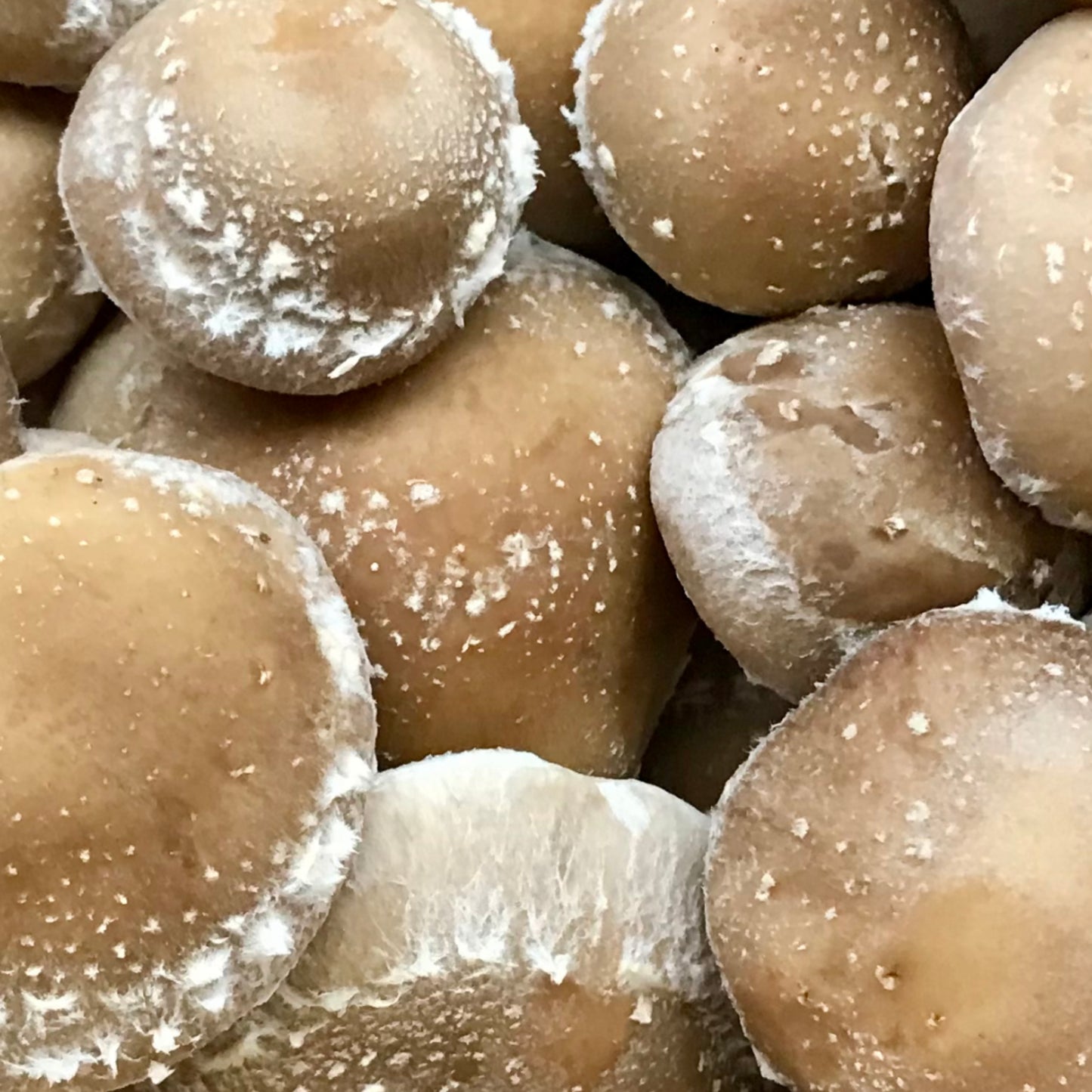INXESS Shiitake 500g (Limited Drop)