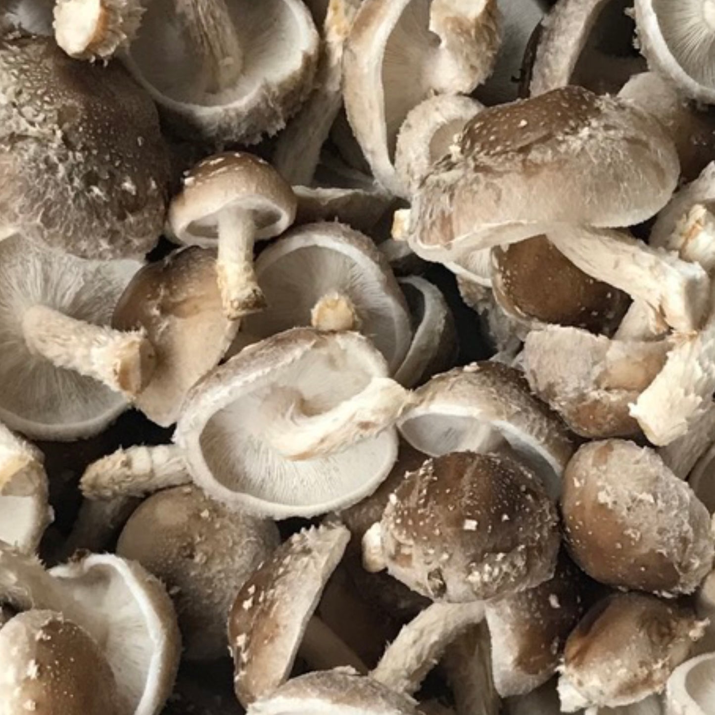 INXESS Shiitake 500g (Limited Drop)