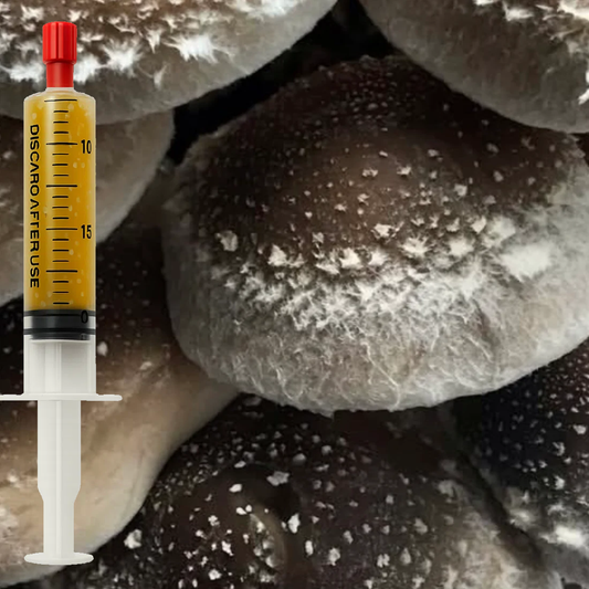 Shiitake 3782 liquid culture (Lentinula edodes) syringe for mushroom cultivation