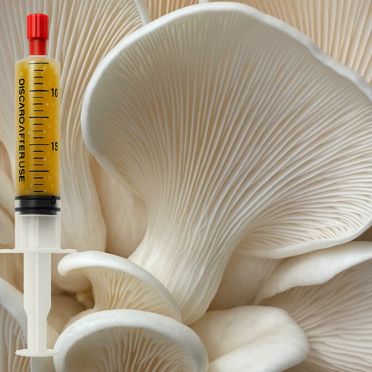 Snow White Oyster liquid culture (Pleurotus ostreatus) syringe for mushroom cultivation