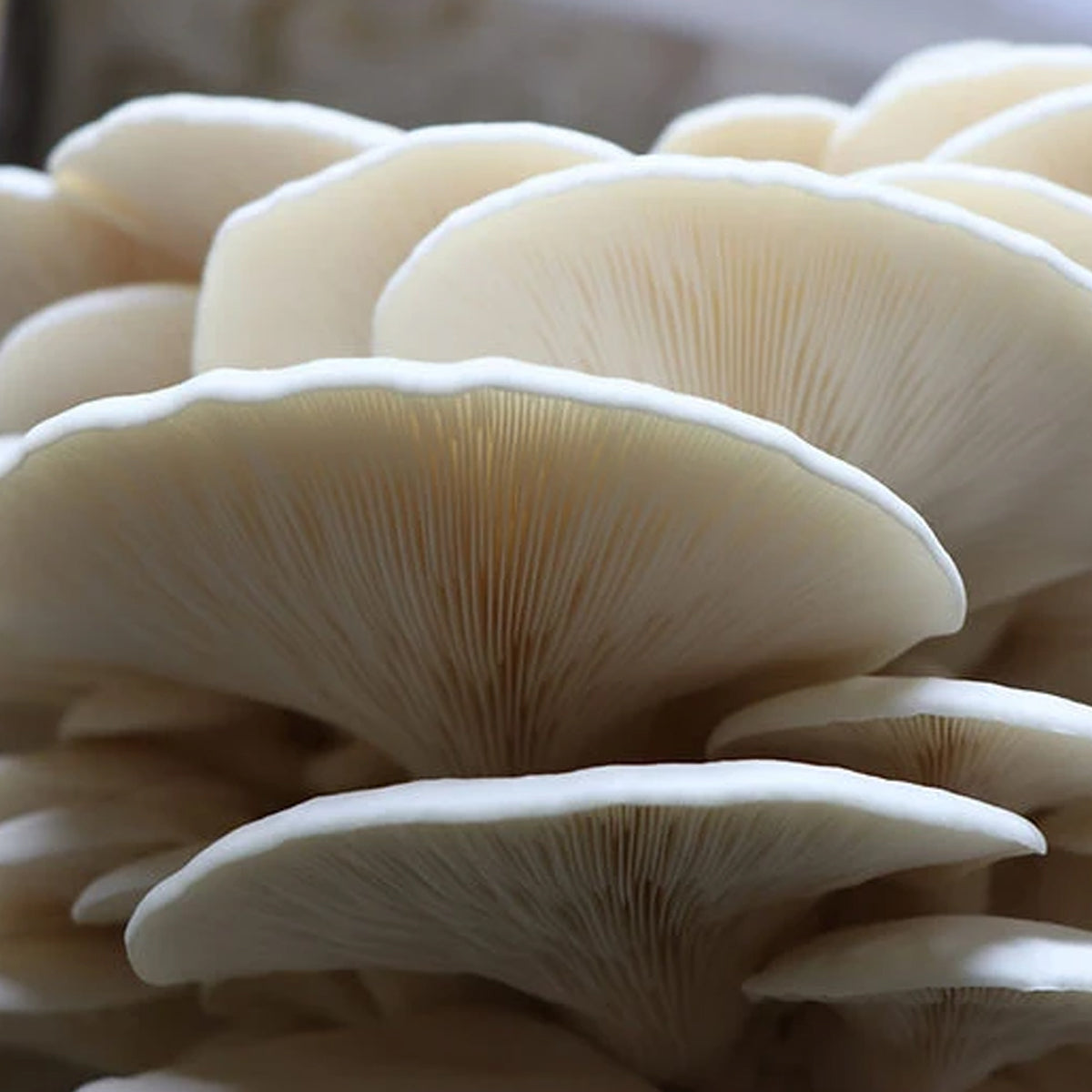 HOME HARVEST – Gourmet Mushroom Grow Kit