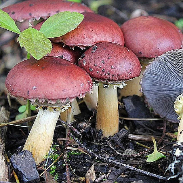 Wine Cap Sawdust Spawn (2.7kg) – Grow Your Own Backyard Mushroom Bed