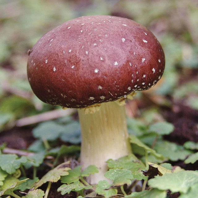 Wine Cap Sawdust Spawn (2.7kg) – Grow Your Own Backyard Mushroom Bed