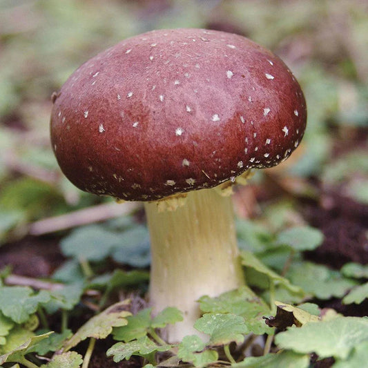 Wine Cap Sawdust Spawn (2.5kg) – Grow Your Own Backyard Mushroom Bed