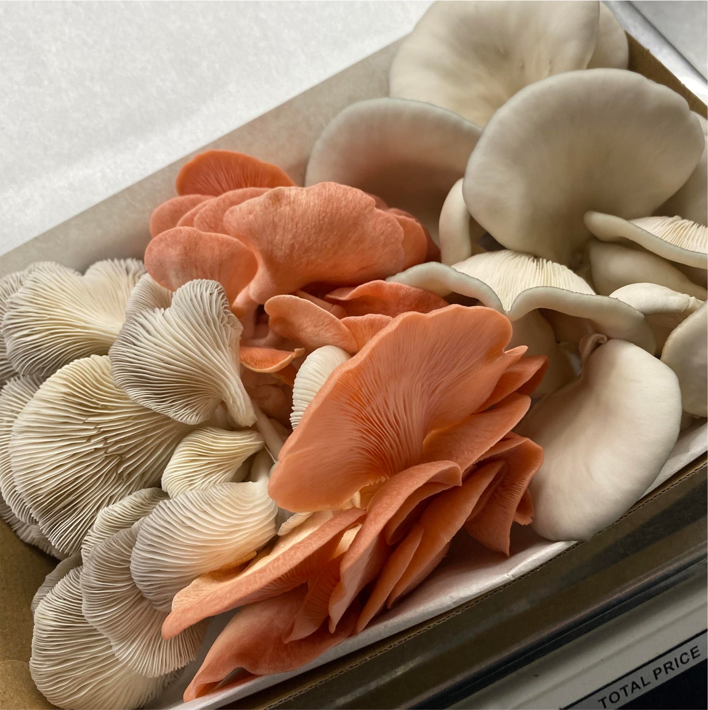 Fresh Mixed Oyster Mushrooms – Northern Suburbs Delivery