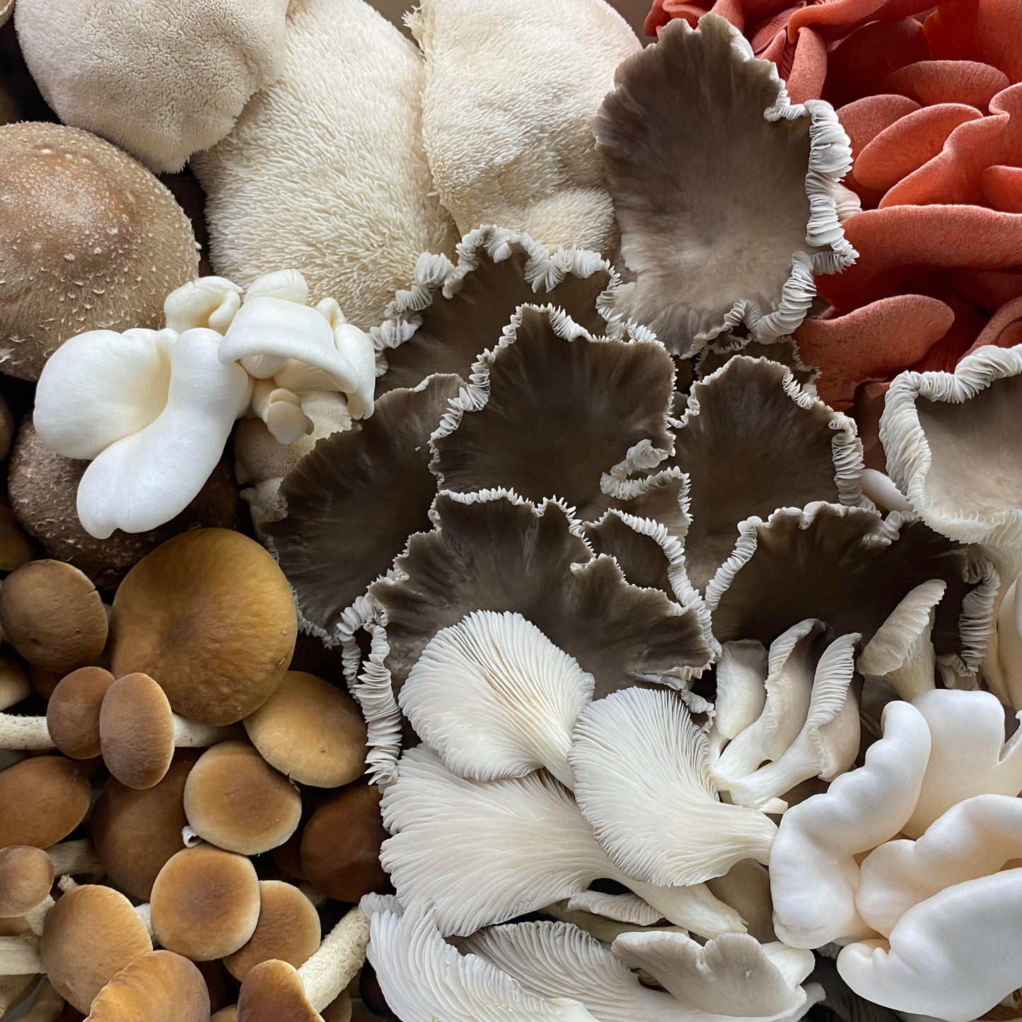 Premium Mixed Mushrooms – Northern Suburbs Delivery